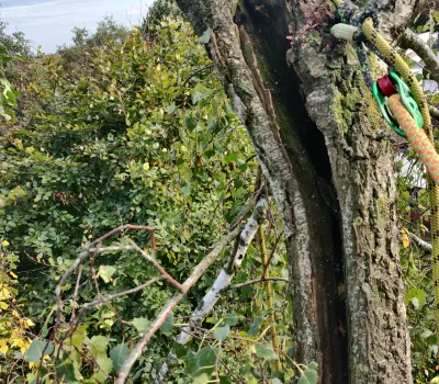 Veiligheidsinspectie van bomen